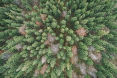 DJI44k